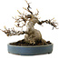 Acer buergerianum, 15 cm, ± 30 anni, con nebari di 11 cm