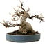 Acer buergerianum, 15 cm, ± 30 años, con un nebari de 11 cm