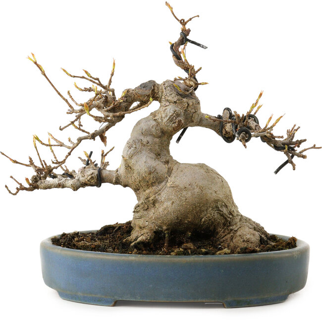 Acer buergerianum, 15 cm, ± 30 anni, con nebari di 11 cm