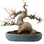 Acer buergerianum, 15 cm, ± 30 años, con un nebari de 11 cm