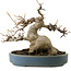 Acer buergerianum, 15 cm, ca. 30 Jahre alt, mit einem Wurzelhals von 11 cm