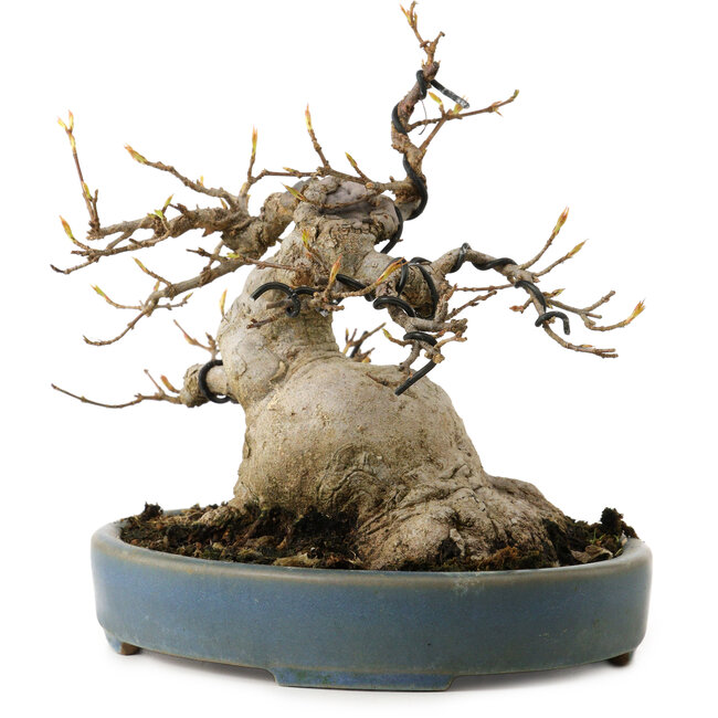 Acer buergerianum, 15 cm, ± 30 anni, con nebari di 11 cm