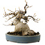 Acer buergerianum, 15 cm, ± 30 anni, con nebari di 11 cm