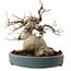 Acer buergerianum, 15 cm, ± 30 años, con un nebari de 11 cm