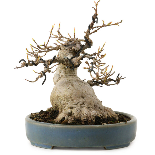 Acer buergerianum, 15 cm, ± 30 años, con un nebari de 11 cm