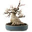 Acer buergerianum, 15 cm, ± 30 años, con un nebari de 11 cm