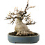 Acer buergerianum, 15 cm, ± 30 jaar oud, met een nebari van 11 cm
