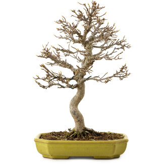 Acer buergerianum, 24 cm, ± 15 años