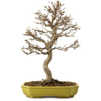 Acer buergerianum, 24 cm, ± 15 years old