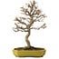 Acer buergerianum, 24 cm, ± 15 years old, with a nebari of 4 cm