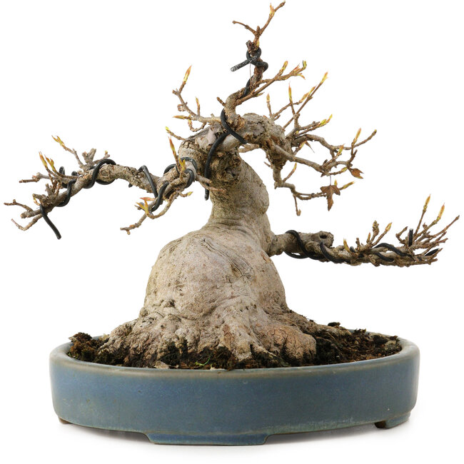 Acer buergerianum, 15 cm, ca. 30 Jahre alt, mit einem Wurzelhals von 11 cm