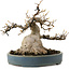 Acer buergerianum, 15 cm, ± 30 anni, con nebari di 11 cm