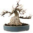 Acer buergerianum, 15 cm, ± 30 años, con un nebari de 11 cm