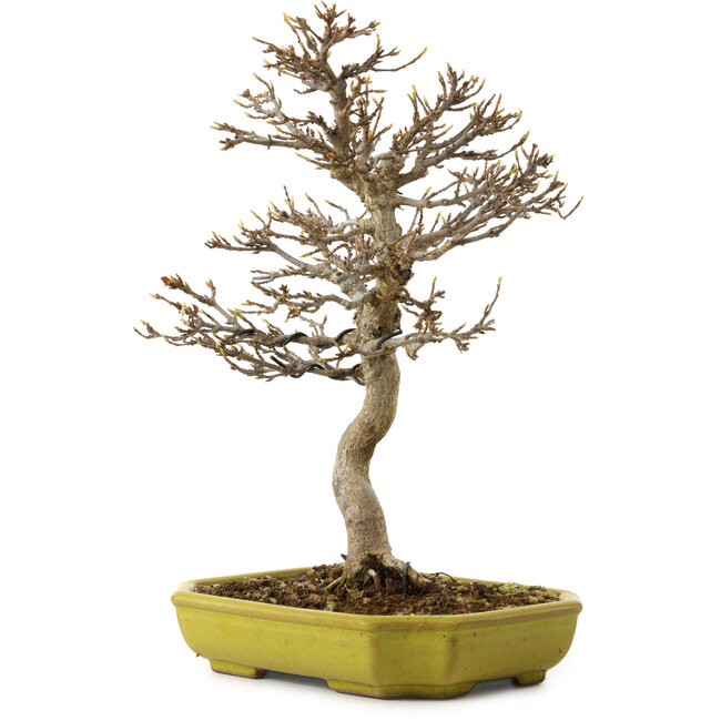 Acer buergerianum, 24 cm, ± 15 años, con un nebari de 4 cm