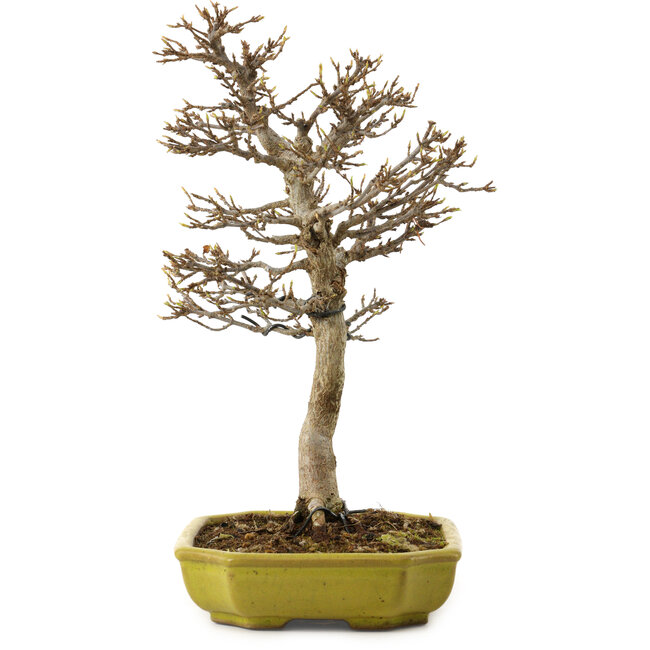 Acer buergerianum, 24 cm, ± 15 years old, with a nebari of 4 cm