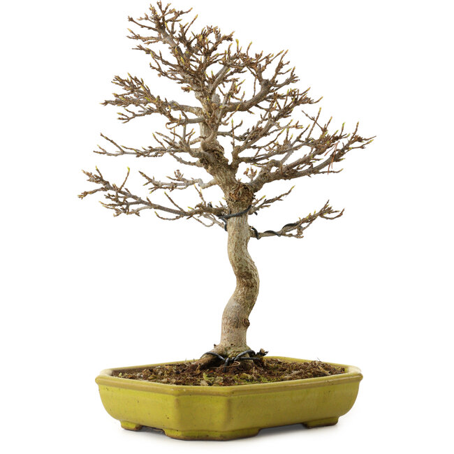 Acer buergerianum, 24 cm, ± 15 años, con un nebari de 4 cm