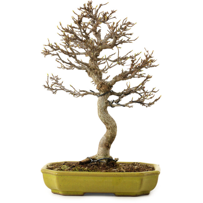 Acer buergerianum, 24 cm, ca. 15 Jahre alt, mit einem Wurzelhals von 4 cm