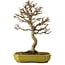 Acer buergerianum, 24 cm, ± 15 años, con un nebari de 4 cm