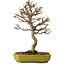 Acer buergerianum, 24 cm, ± 15 ans, avec un nebari de 4 cm