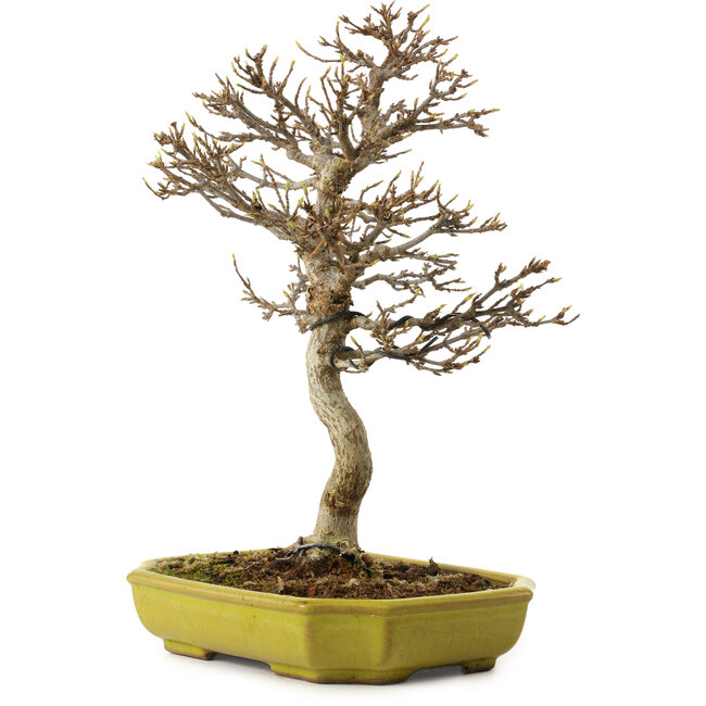 Acer buergerianum, 24 cm, ca. 15 Jahre alt, mit einem Wurzelhals von 4 cm