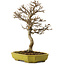 Acer buergerianum, 24 cm, ± 15 years old, with a nebari of 4 cm