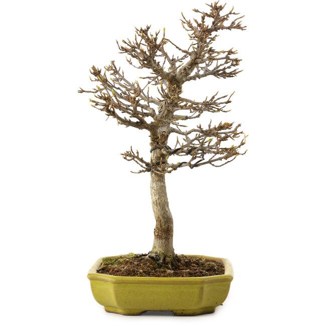 Acer buergerianum, 24 cm, ± 15 años, con un nebari de 4 cm
