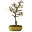 Acer buergerianum, 24 cm, ± 15 years old, with a nebari of 4 cm