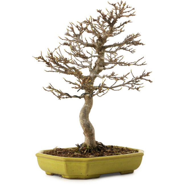 Acer buergerianum, 24 cm, ± 15 ans, avec un nebari de 4 cm