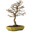 Acer buergerianum, 24 cm, ± 15 anni, con nebari di 4 cm