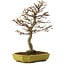 Acer buergerianum, 24 cm, ± 15 años, con un nebari de 4 cm