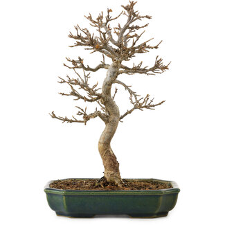 Acer buergerianum, 24 cm, ± 15 Jahre alt