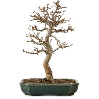 Acer buergerianum, 24 cm, ± 15 years old
