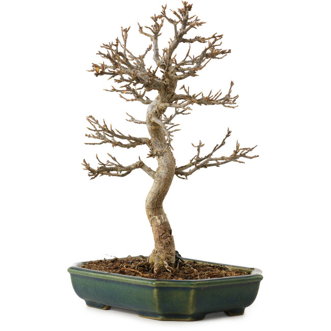 Acer buergerianum, 24 cm, ca. 15 Jahre alt, mit einem Wurzelhals von 4 cm