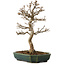 Acer buergerianum, 24 cm, ± 15 anni, con nebari di 4 cm