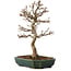 Acer buergerianum, 24 cm, ± 15 años, con un nebari de 4 cm