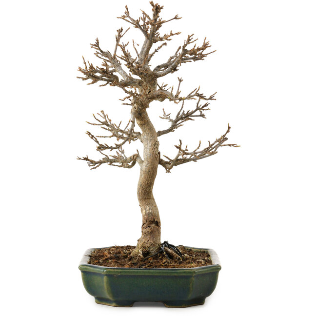 Acer buergerianum, 24 cm, ca. 15 Jahre alt, mit einem Wurzelhals von 4 cm