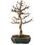 Acer buergerianum, 24 cm, ± 15 años, con un nebari de 4 cm