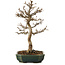Acer buergerianum, 24 cm, ± 15 ans, avec un nebari de 4 cm