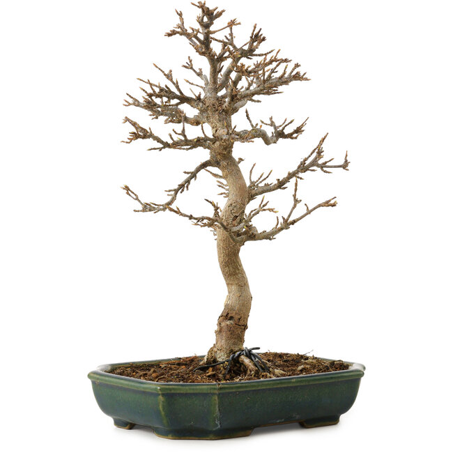 Acer buergerianum, 24 cm, ca. 15 Jahre alt, mit einem Wurzelhals von 4 cm