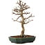 Acer buergerianum, 24 cm, ± 15 años, con un nebari de 4 cm