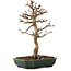 Acer buergerianum, 24 cm, ± 15 years old, with a nebari of 4 cm