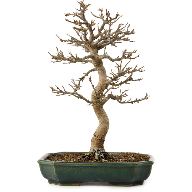 Acer buergerianum, 24 cm, ca. 15 Jahre alt, mit einem Wurzelhals von 4 cm