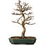 Acer buergerianum, 24 cm, ± 15 años, con un nebari de 4 cm
