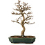 Acer buergerianum, 24 cm, ± 15 years old, with a nebari of 4 cm