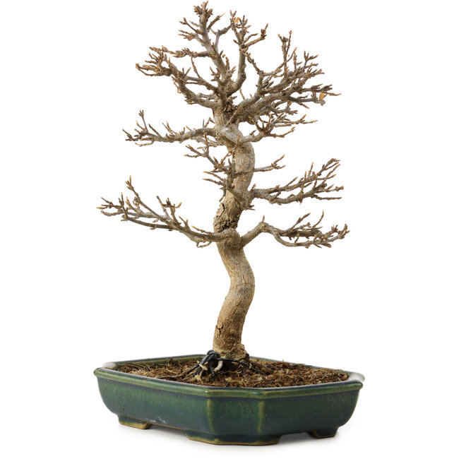 Acer buergerianum, 24 cm, ± 15 anni, con nebari di 4 cm