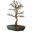 Acer buergerianum, 24 cm, ± 15 años, con un nebari de 4 cm