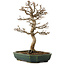 Acer buergerianum, 24 cm, ± 15 jaar oud, met een nebari van 4 cm