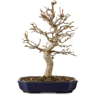 Acer buergerianum, 24 cm, ± 15 años