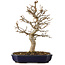 Acer buergerianum, 24 cm, ± 15 ans, avec un nebari de 4 cm