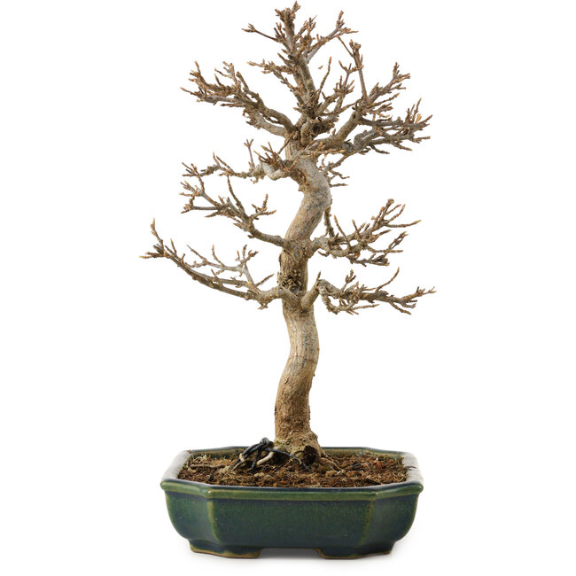 Acer buergerianum, 24 cm, ca. 15 Jahre alt, mit einem Wurzelhals von 4 cm